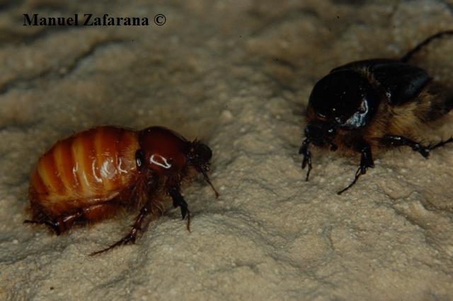 Pachypus caesus ritrovato...